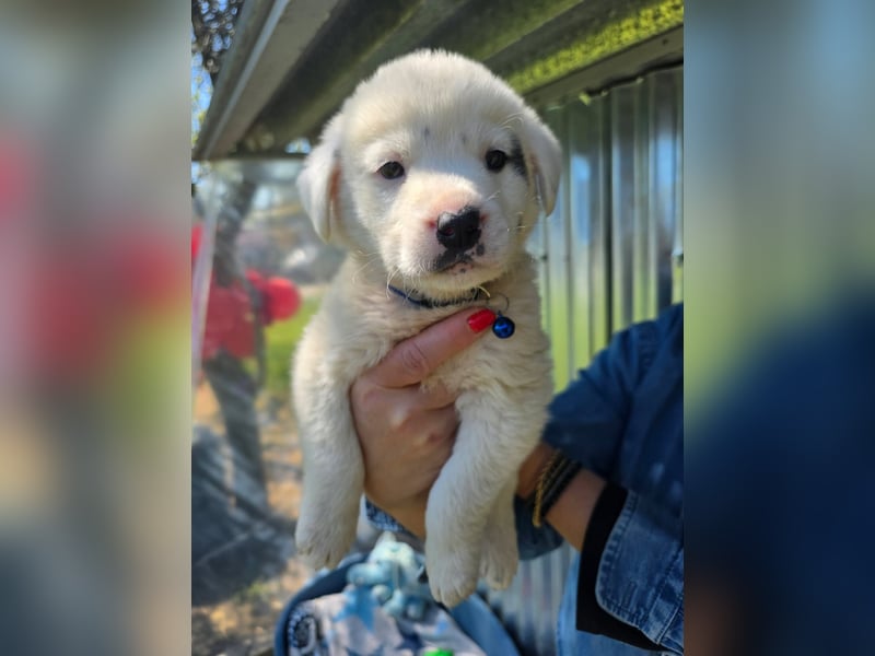 Dami wünscht sich ein liebevolles Zuhause