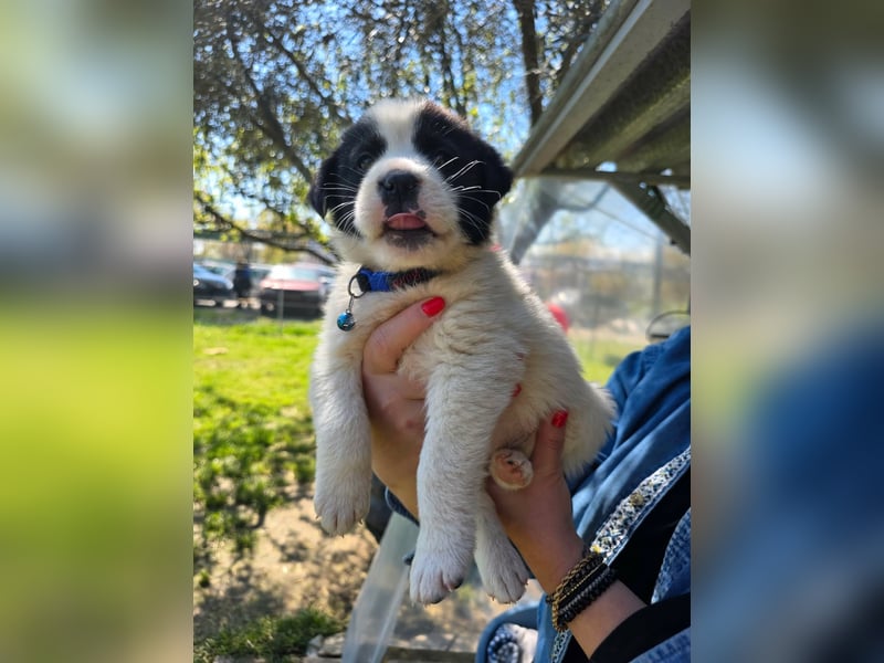 Panta sucht sein Forever Home