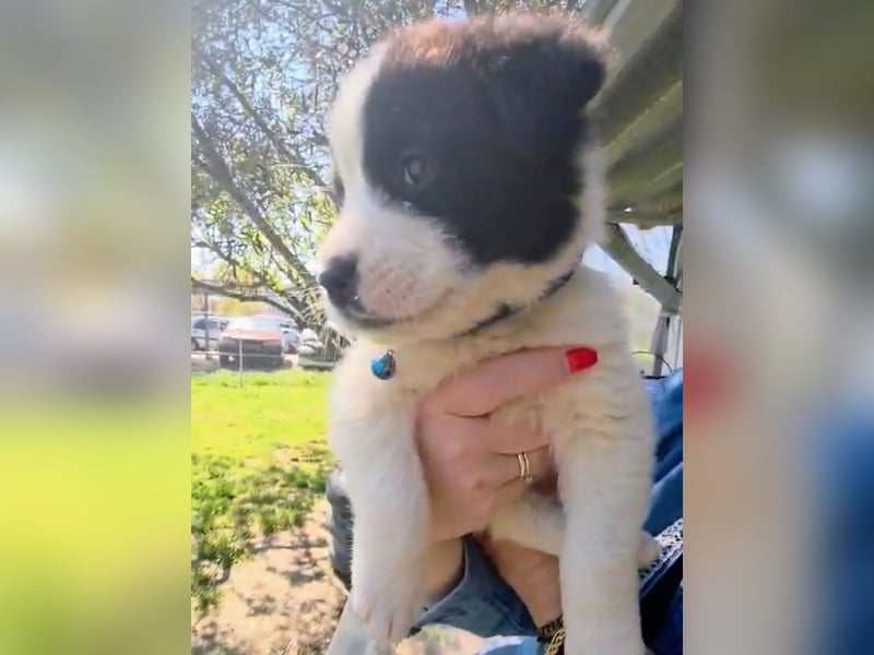 Panta sucht sein Forever Home