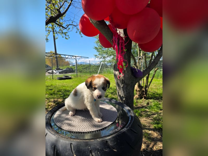 Thanos möchte bei seinen Menschen ankommen