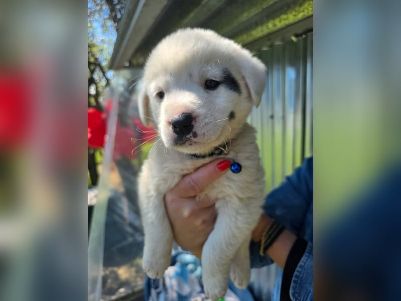 Dami wünscht sich ein liebevolles Zuhause