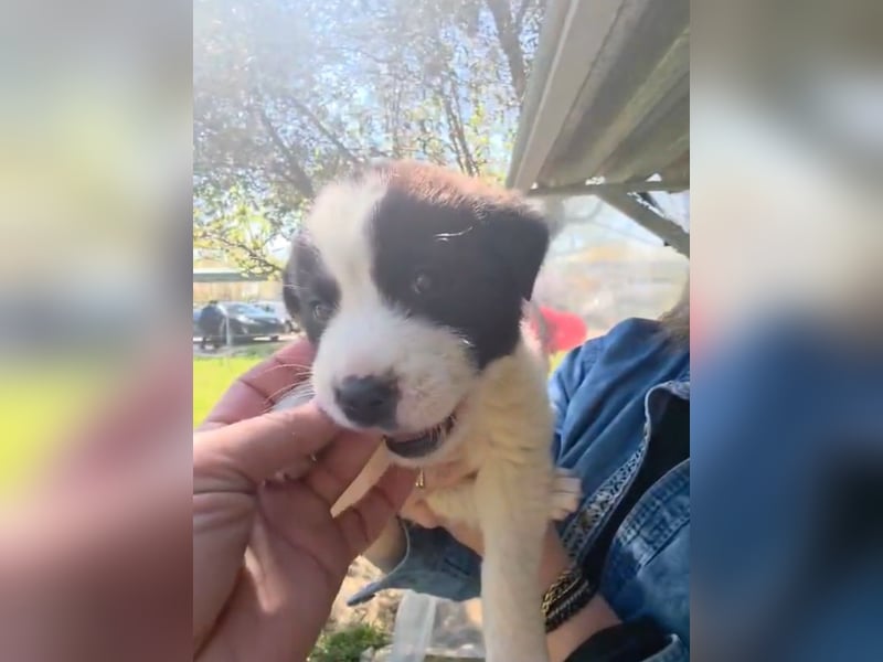 Panta sucht sein Forever Home