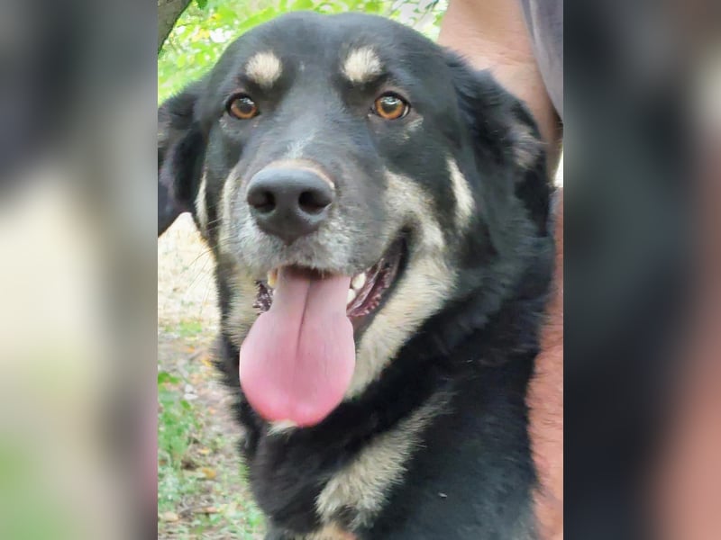 Rosie hat ein großes Herz ❤️