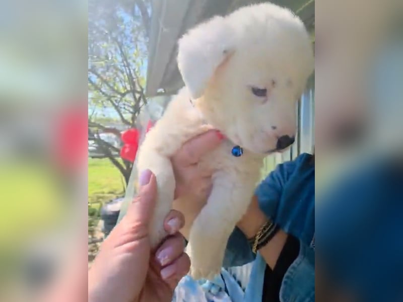 Dami wünscht sich ein liebevolles Zuhause