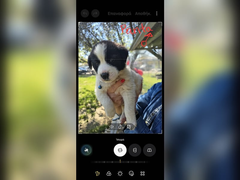 Panta sucht sein Forever Home