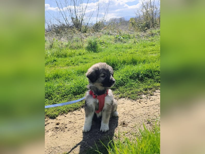 Ayla sucht ihr Für-immer-Zuhause