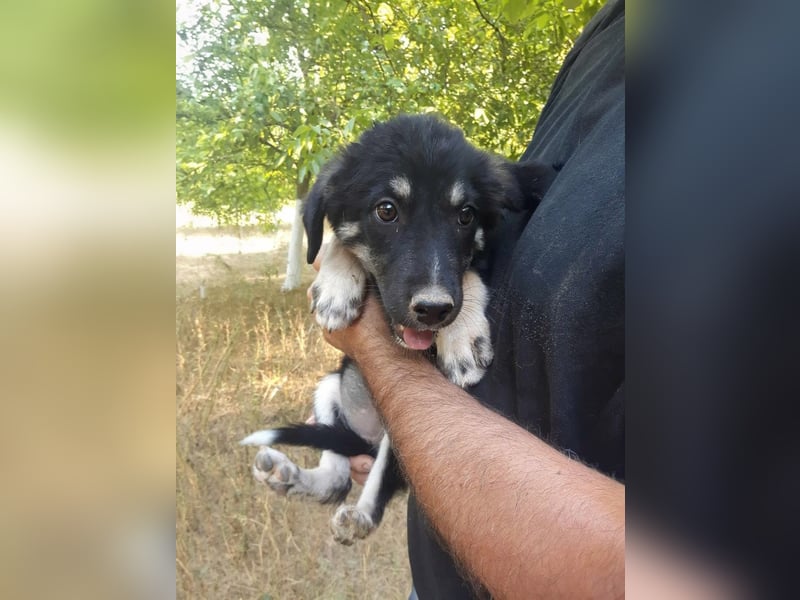 Rosie hat ein großes Herz ❤️