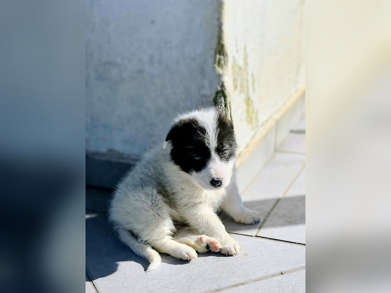 Kiran wünscht sich ein liebevolles Zuhause