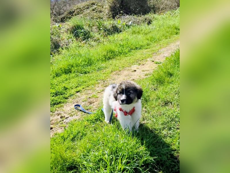 Arlo wünscht sich ein großes Körbchen