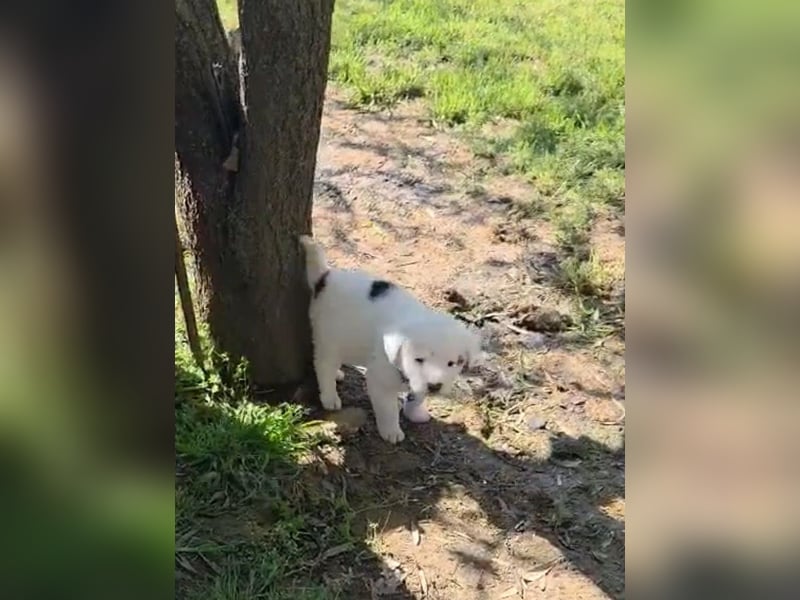 Dami wünscht sich ein liebevolles Zuhause