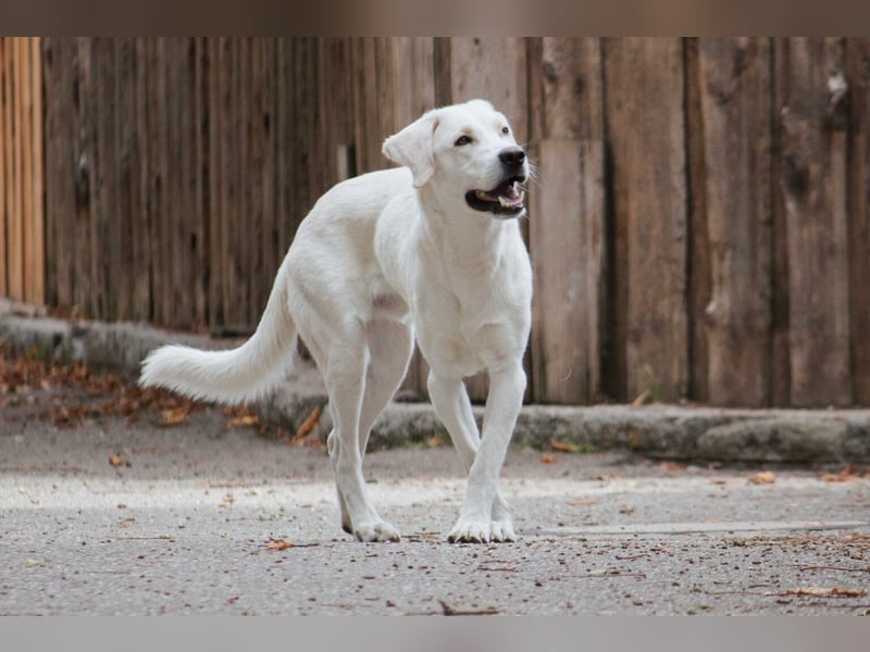 BALU