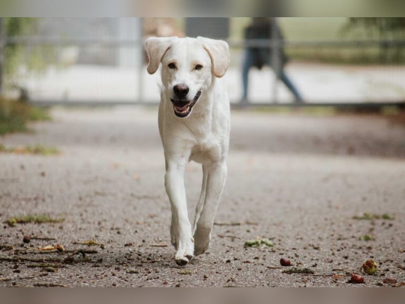 BALU