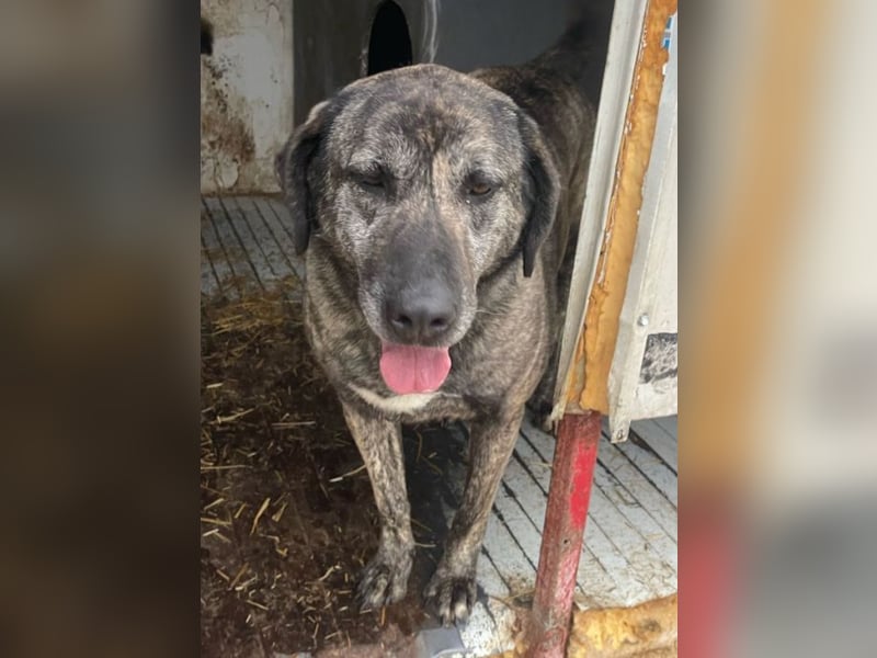 Halona - liebe Langzeitfellnase