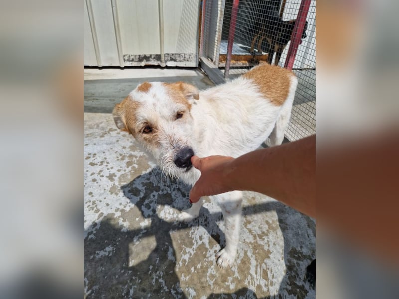 Timmy - ruhiger, lieber Kerl