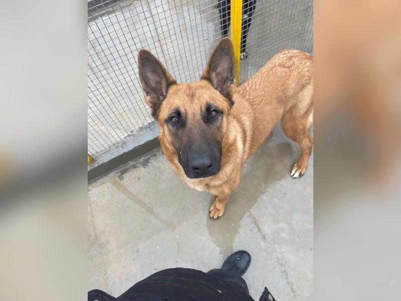 Willow - freundliche Hündin, die klare Führung braucht