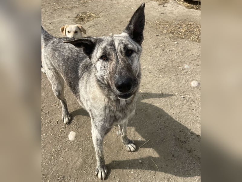 Rocco - 3 J., sozial, lieb, verschmust - ein toller Begleiter!