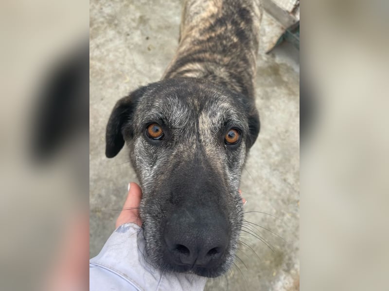 Halona - liebe Langzeitfellnase