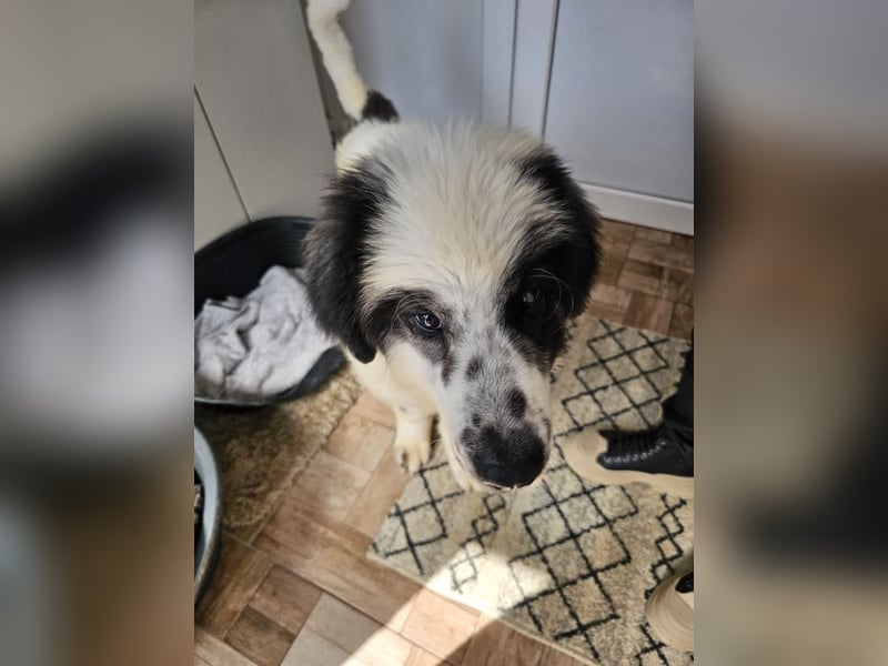 Schnuffel - Dreibein sucht liebevolles Zuhause (D/LUX/CH)