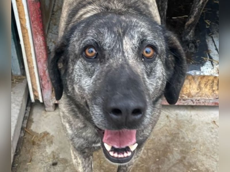 Halona - liebe Langzeitfellnase