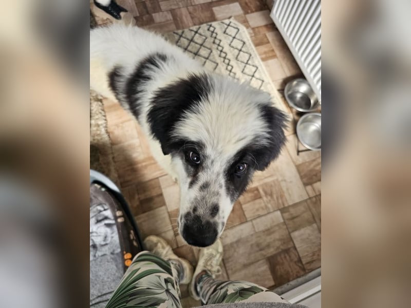 Schnuffel - Dreibein sucht liebevolles Zuhause (D/LUX/CH)