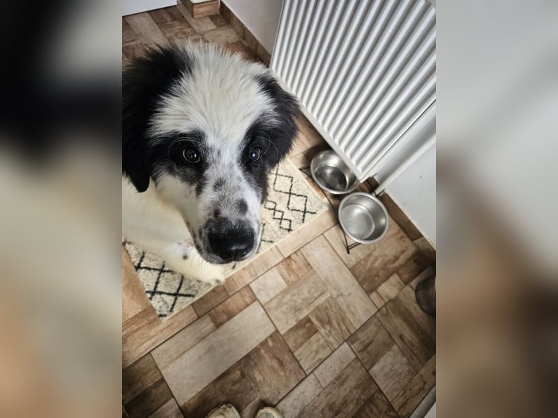 Schnuffel - Dreibein sucht liebevolles Zuhause (D/LUX/CH)