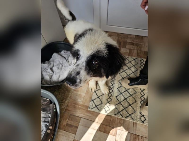 Schnuffel - Dreibein sucht liebevolles Zuhause (D/LUX/CH)