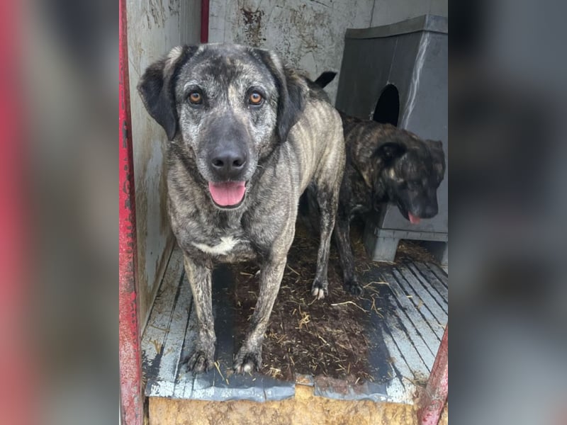 Halona - liebe Langzeitfellnase