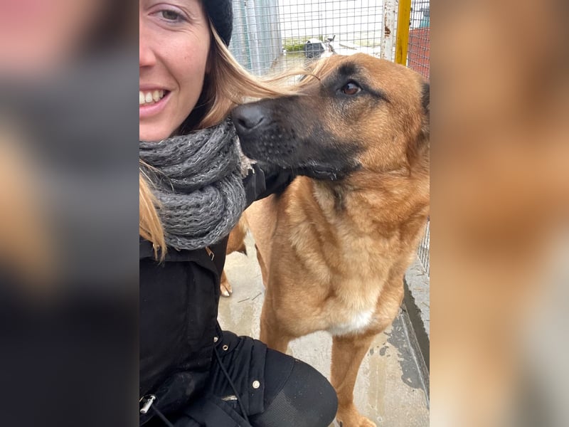 Willow - freundliche Hündin, die klare Führung braucht