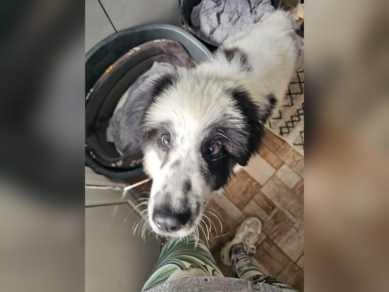 Schnuffel - Dreibein sucht liebevolles Zuhause (D/LUX/CH)