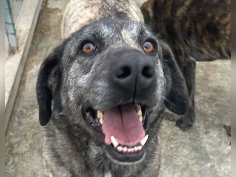 Halona - liebe Langzeitfellnase