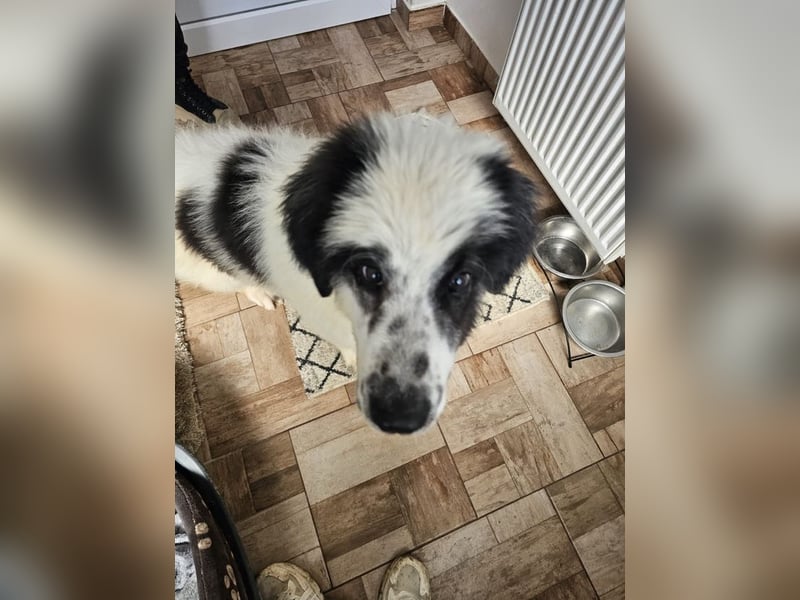 Schnuffel - Dreibein sucht liebevolles Zuhause (D/LUX/CH)