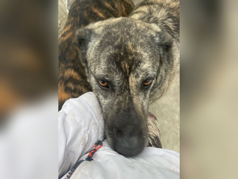 Halona - liebe Langzeitfellnase