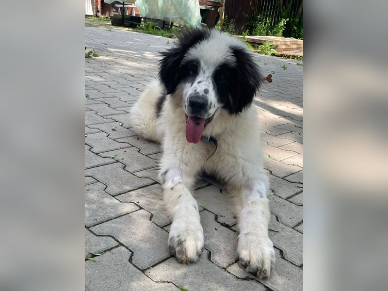 Schnuffel - Dreibein sucht liebevolles Zuhause (D/LUX/CH)
