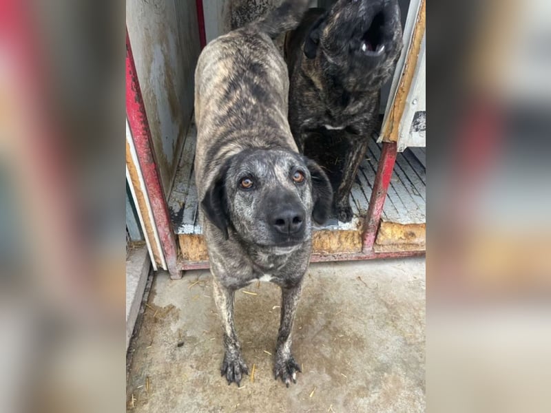 Halona - liebe Langzeitfellnase