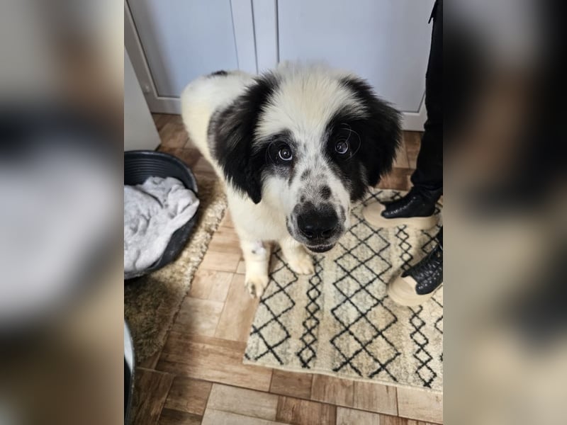 Schnuffel - Dreibein sucht liebevolles Zuhause (D/LUX/CH)