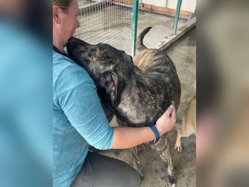 Halona - liebe Langzeitfellnase