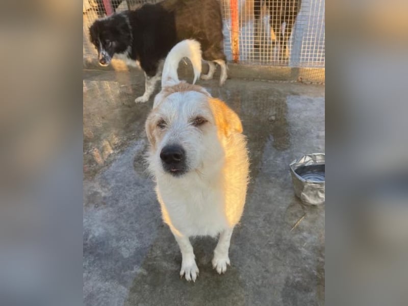 Timmy - ruhiger, lieber Kerl