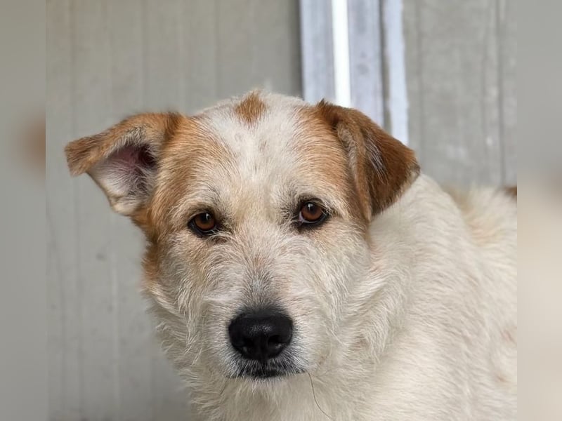 Timmy - ruhiger, lieber Kerl