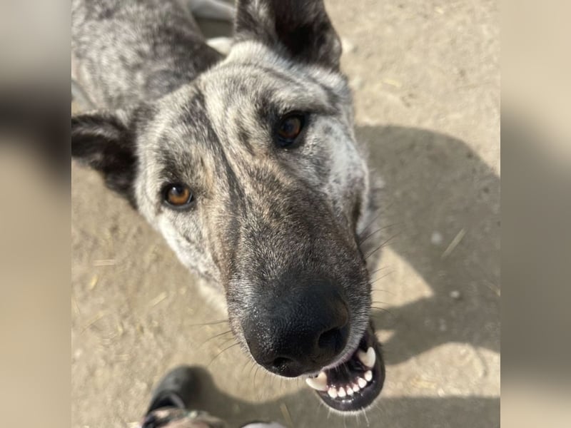 Rocco - 3 J., sozial, lieb, verschmust - ein toller Begleiter!