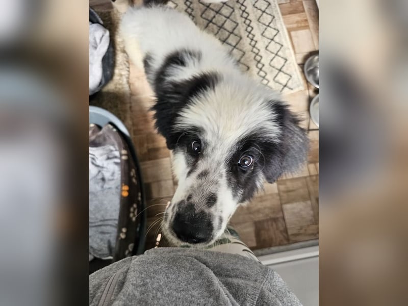 Schnuffel - Dreibein sucht liebevolles Zuhause (D/LUX/CH)