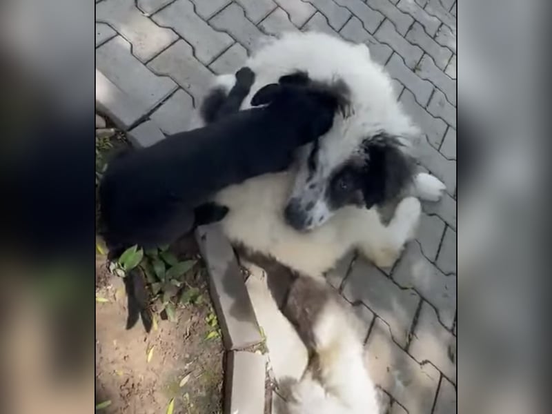 Schnuffel - Dreibein sucht liebevolles Zuhause (D/LUX/CH)