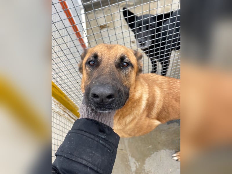 Willow - freundliche Hündin, die klare Führung braucht