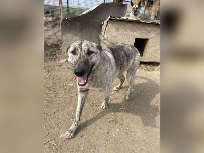 Rocco - 3 J., sozial, lieb, verschmust - ein toller Begleiter!