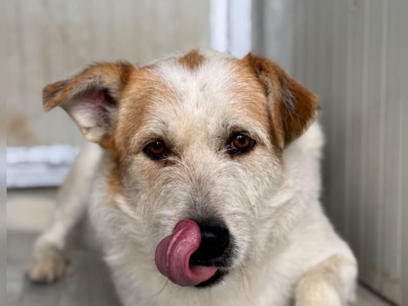 Timmy - ruhiger, lieber Kerl