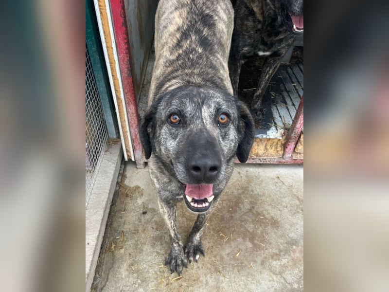 Halona - liebe Langzeitfellnase