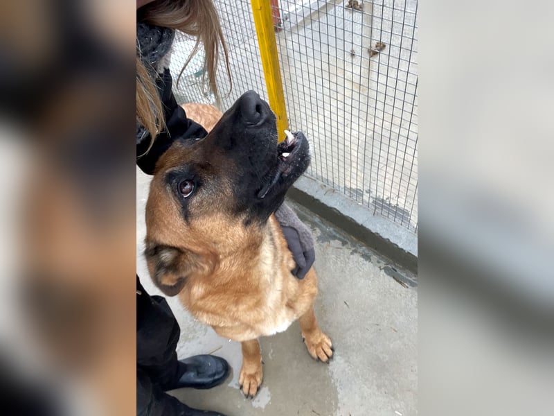 Willow - freundliche Hündin, die klare Führung braucht