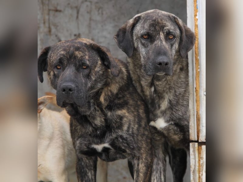 Halona - liebe Langzeitfellnase