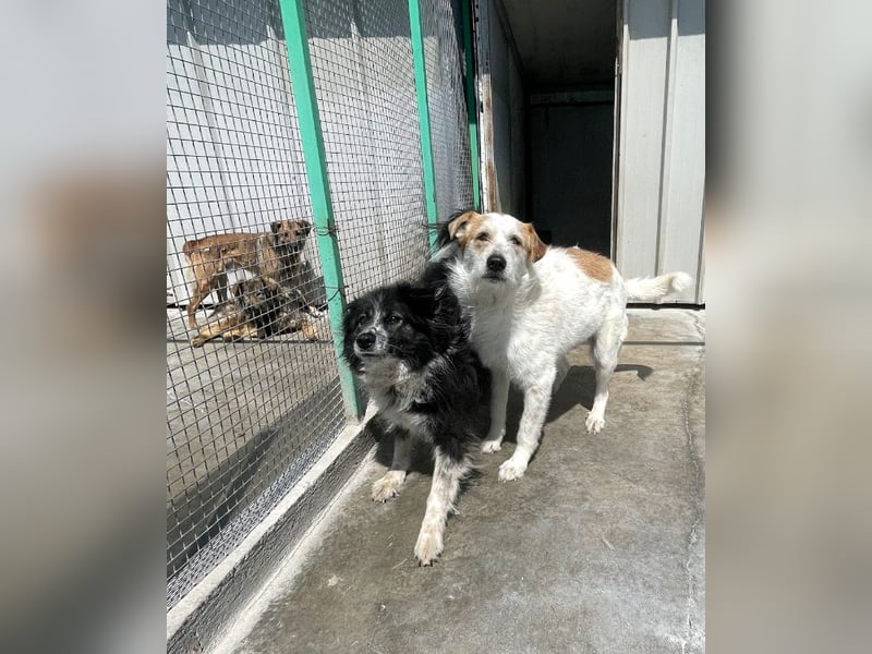 Timmy - ruhiger, lieber Kerl