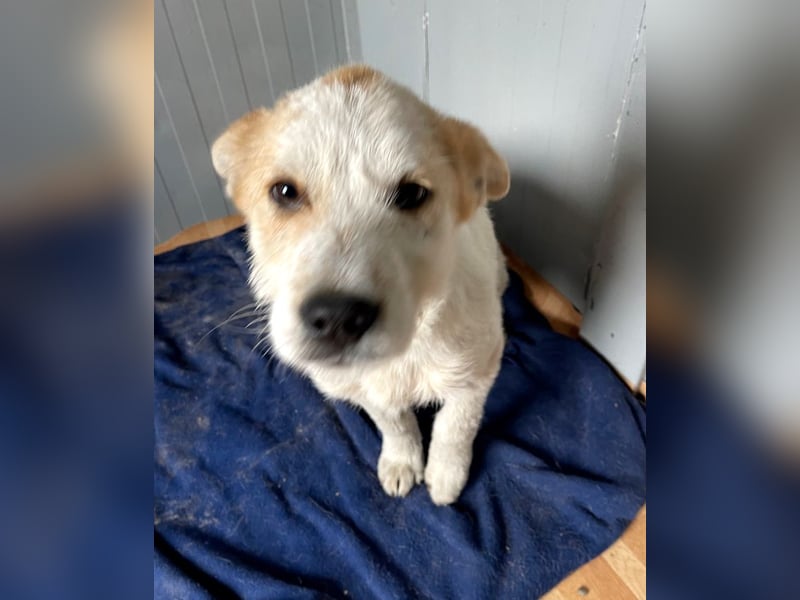 Timmy - ruhiger, lieber Kerl