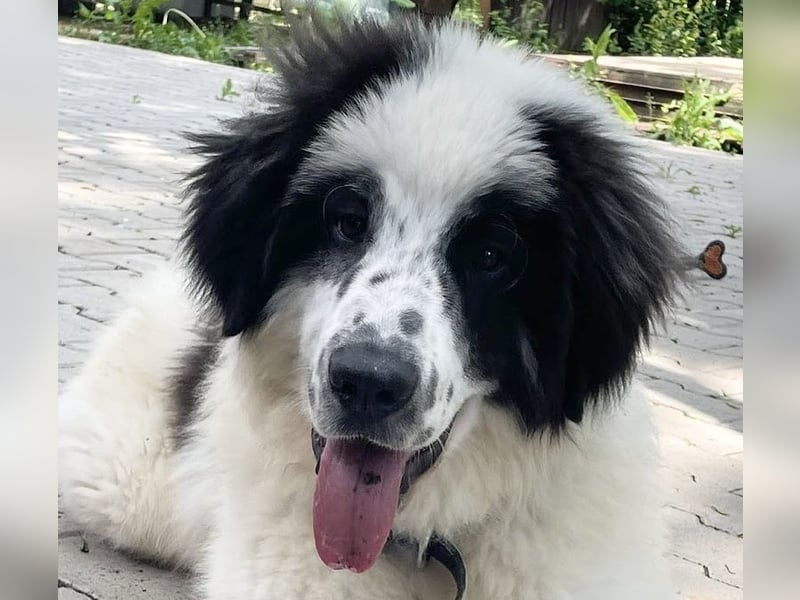 Schnuffel - Dreibein sucht liebevolles Zuhause (D/LUX/CH)
